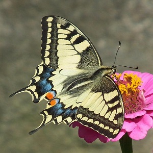 papillon