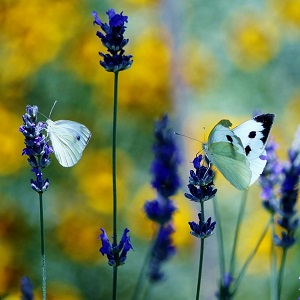 2 papillons