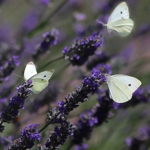 2 papillons