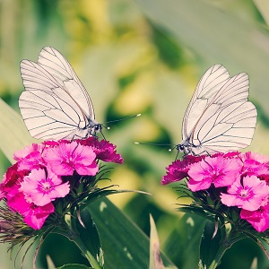 2 papillons