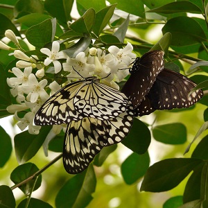 2 papillons