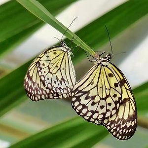 2 papillons