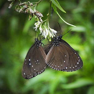 2 papillons