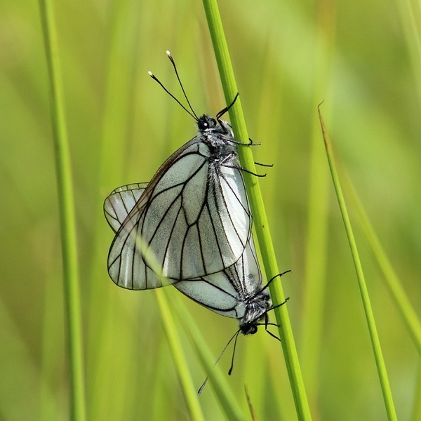 2 papillons