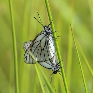 2 papillons