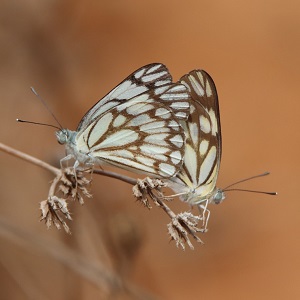 2 papillons