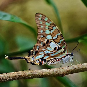 papillon
