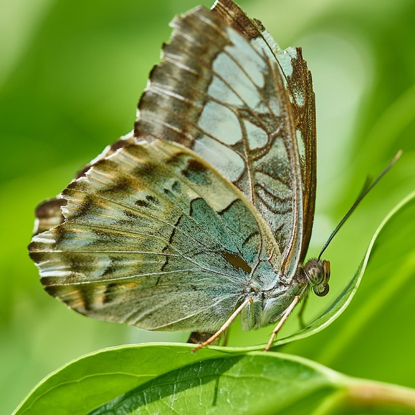 papillon