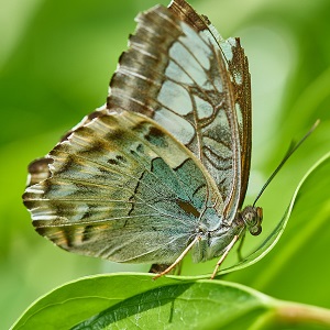 papillon