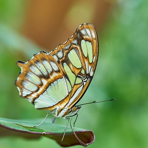papillon