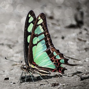 papillon