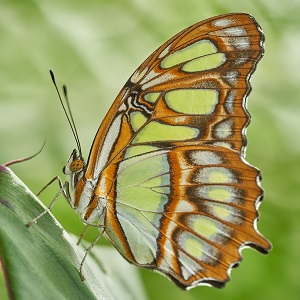 papillon