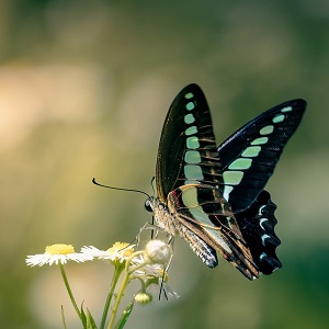 papillon