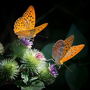 2 papillons