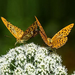 2 papillons