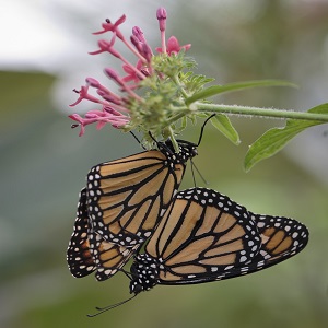 2 papillons