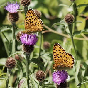 2 papillons