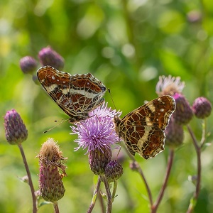 2 papillons