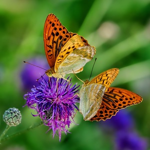 2 papillons