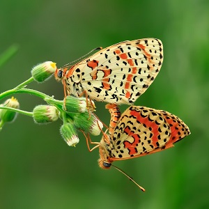 2 papillons