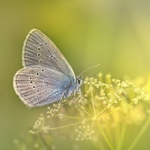 papillon