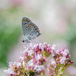 papillon