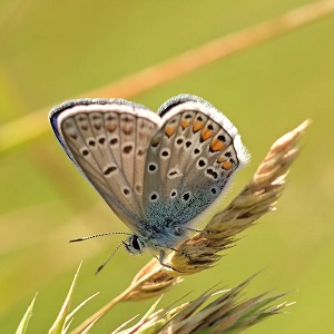 papillon