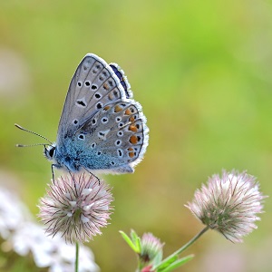 papillon
