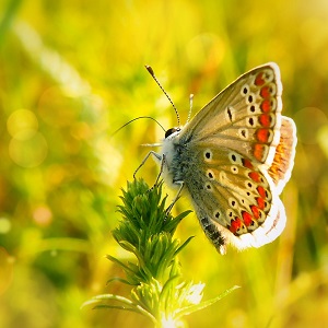 papillon