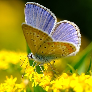 papillon