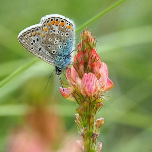 papillon