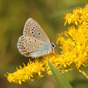 papillon
