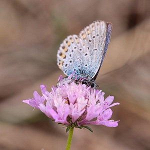 papillon