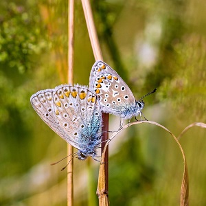 2 papillons
