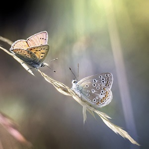 2 papillons