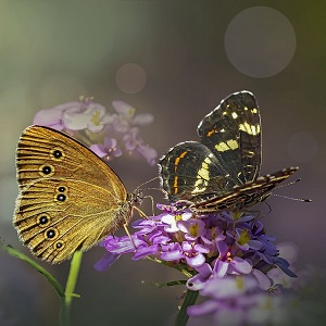 2 papillons