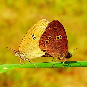 2 papillons