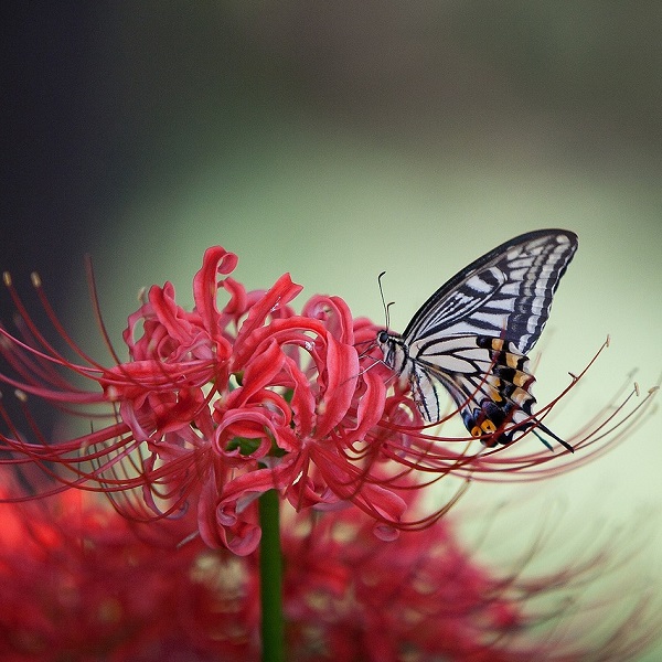 papillon
