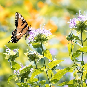 papillon