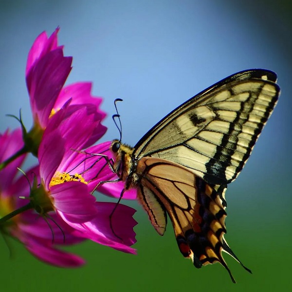 papillon