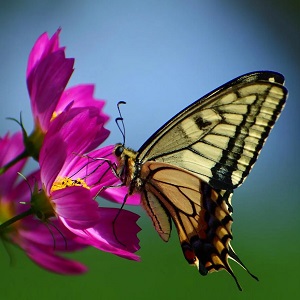 papillon