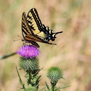 papillon
