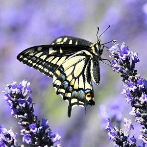 papillon