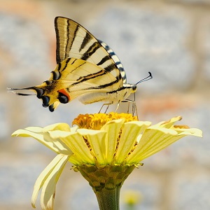 papillon