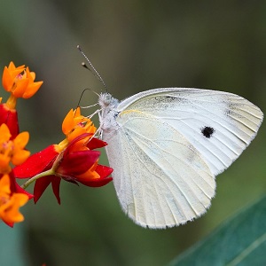 papillon