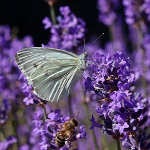 papillon