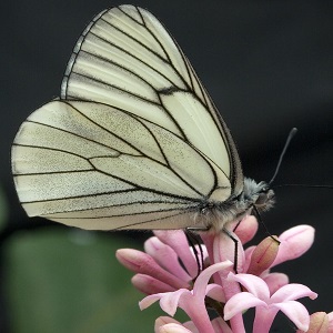 papillon