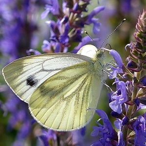 papillon