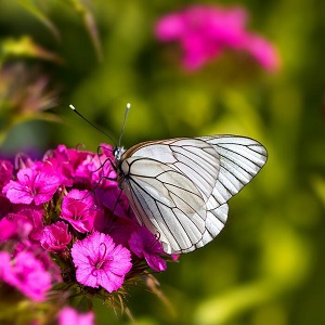 papillon