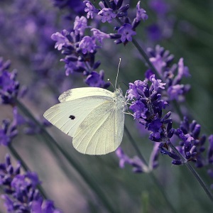papillon